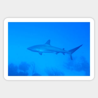 Caribbean Reef Shark Sticker